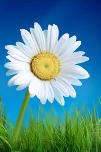 Close-up of white daisy flowers blooming in field