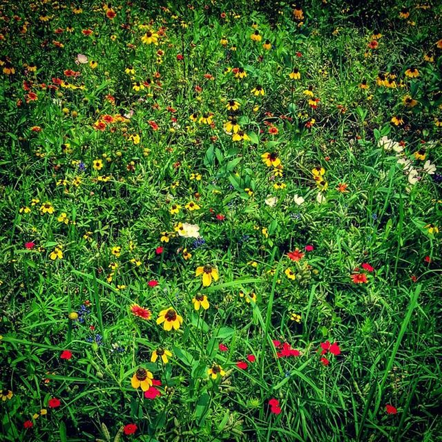 freshness, flower, growth, red, plant, beauty in nature, high angle view, field, nature, green color, grass, fragility, blooming, poppy, no people, day, petal, outdoors, abundance, tranquility