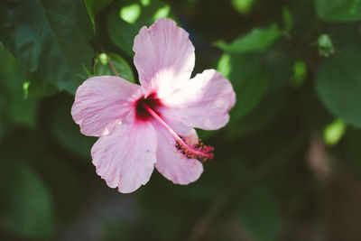 Close-up of pink flower