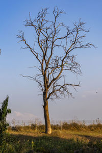 Bare tree on field against clear sky