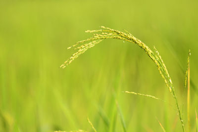 Close-up of crop growing on field