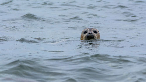 Seal swimming in sea