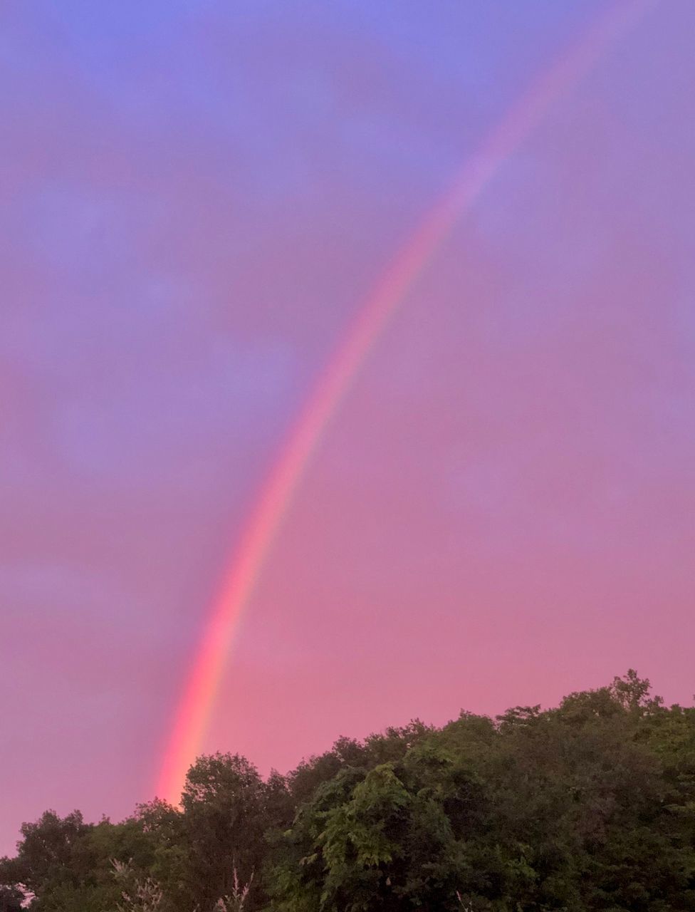 LOW ANGLE VIEW OF RAINBOW OVER TREES