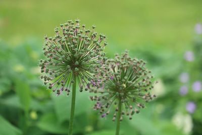 Close-up of flowering plant