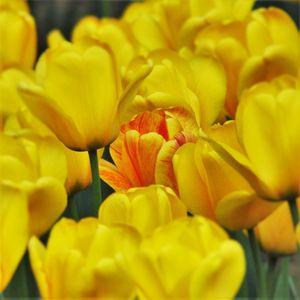 Close-up of yellow flowers