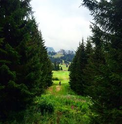 Scenic view of trees in golf course against sky 