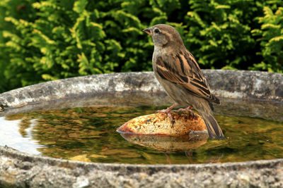 Close-up of bird perching on rock