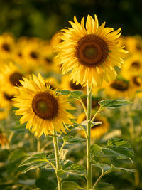 Close-up of yellow flowering plant on field