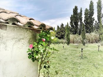 Flowering plants and trees on field against sky