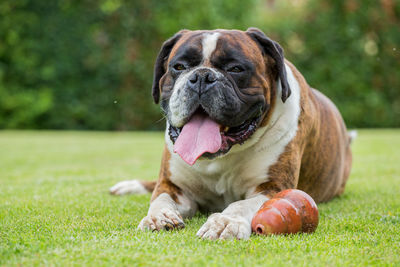 Boxer dog sitting on a green field, italy