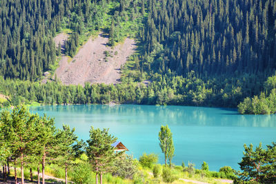 Scenic view of lake in forest