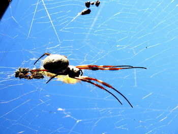 Close-up of spider on web