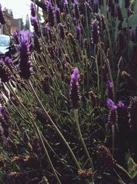 Close-up of purple flowers