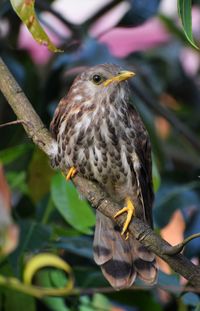 Close-up of bird perching on branch