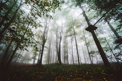 Low angle view of trees against sky