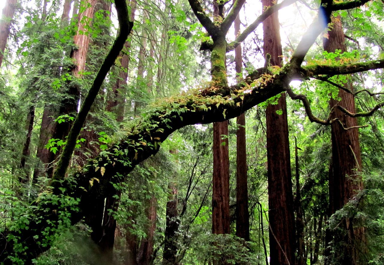 Ancient forests