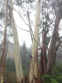 View of trees in forest