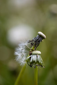 Close-up of insect on plant