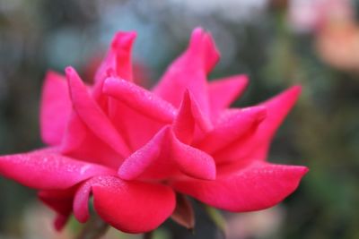 Macro shot of red rose