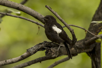 Close-up of bird perching on branch