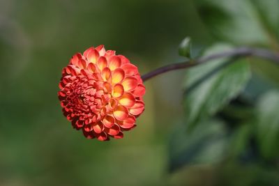 Close-up of red flower