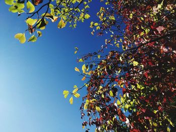 Low angle view of tree against blue sky