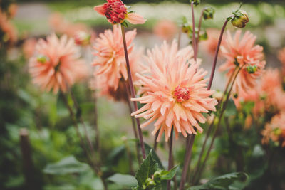 Close-up of flowers blooming outdoors