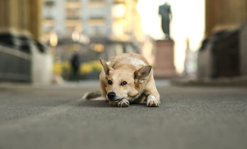 Close-up portrait of a dog on road