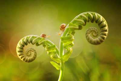 Close-up of spiral leaf