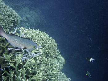 Close-up of fish swimming in sea