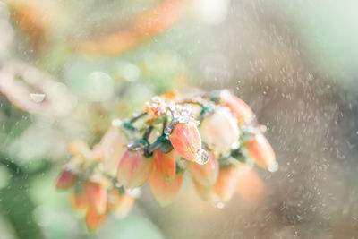 Close-up of raindrops on plant