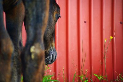 Horse on field