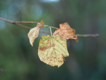 Close-up of dry leaves on plant