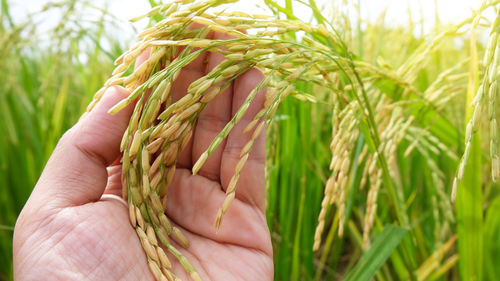 Close-up of hand holding wheat