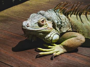 Close-up of lizard on table