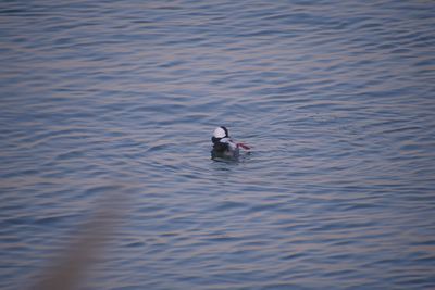 View of ducks swimming in lake