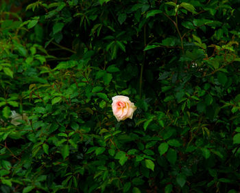 Close-up of red flowering plant
