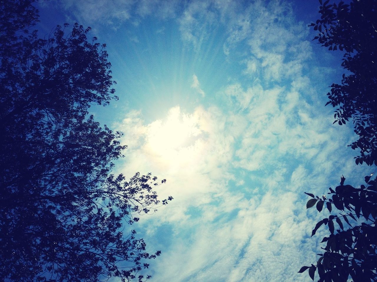 low angle view, tree, sky, cloud - sky, beauty in nature, tranquility, nature, branch, silhouette, growth, blue, cloud, scenics, tranquil scene, cloudy, outdoors, sunlight, no people, day, high section