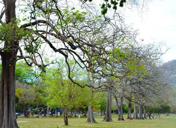 Trees in park against sky