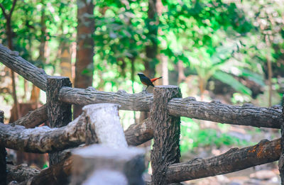 Bird perching on a tree