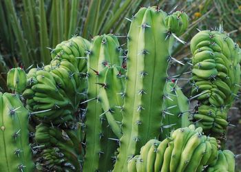 Close-up of cactus growing outdoors