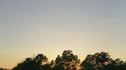 Low angle view of trees against sky