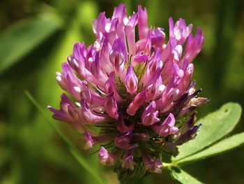 Close-up of pink flowering plant