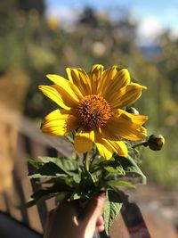 Sunflower season is summertime 