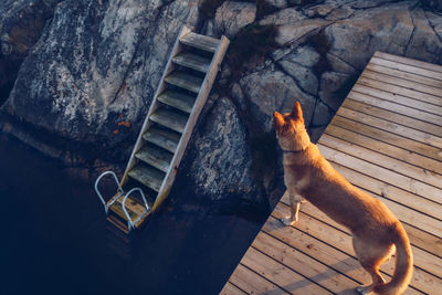High angle view of dog on jetty
