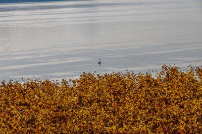 View of yellow flowers in lake