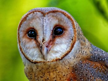 Close-up portrait of owl
