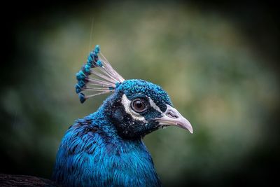 Close-up of a peacock