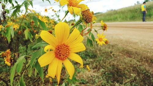 Close-up of fresh sunflowers blooming on field