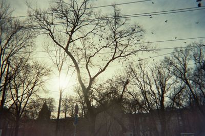 Low angle view of bare trees against sky